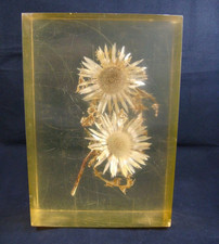 Blume Distel Silberdistel in Kunstharz gegossen, 2.870 Gramm