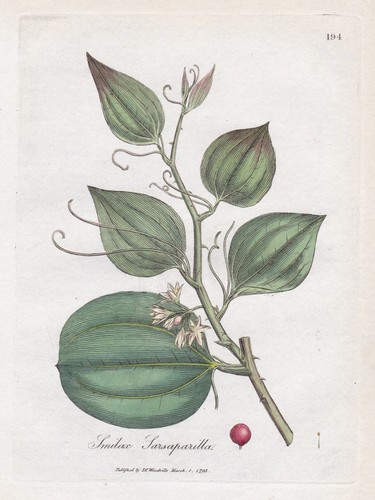 Smilax sarsaparilla stechwinde - smilax,