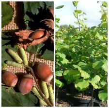 Nottinghams Fruchtbare Haselnuss Haselnussstrauch 100-120 cm im 7,5 L Topf