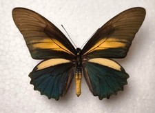 Battus crassus ssp. crassus Male Peru Schmetterlinge Entomologie