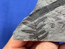 Carboniferous Mariopteris Fossil Fossilien Karbon plant  Germany Farn, fern