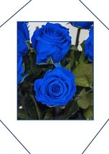 150 Stücke Samen Seltene Blau