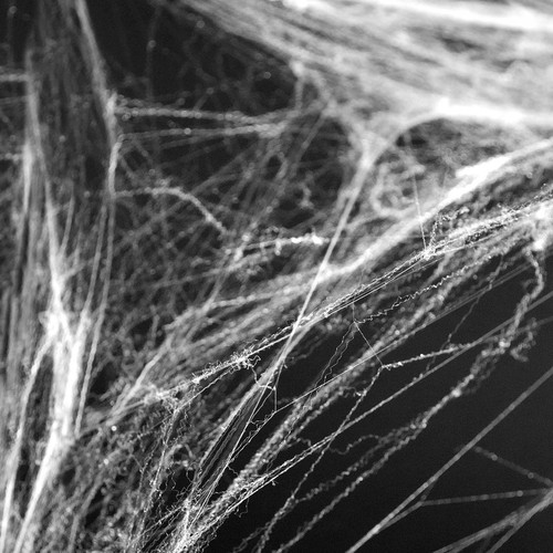 Halloween spinnennetz weiß - halloween,