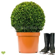 Buchsbaumkugel 'Faulkner'