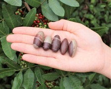 Lot of 10 Shiva Lingam Stones