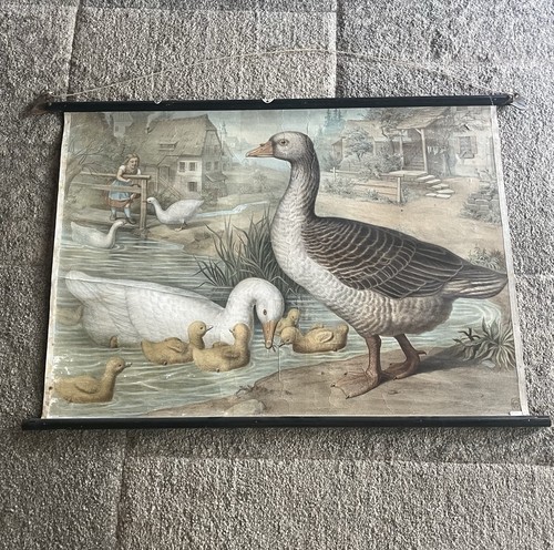 Antike alte schulwandkarte - alte,