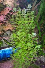 Aquariumpflanzen - Set "Guppy" Pflanzenset lebendgebärende Platy