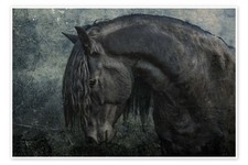 Poster Der Friesen-Hengst -