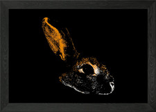Hase gerahmtes Wandbild Poster