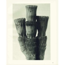 1929 grober Schachtelhalm