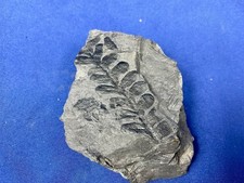 Carboniferous Alethopteris Fossil Fossilien Karbon plant  Germany Farn, fern