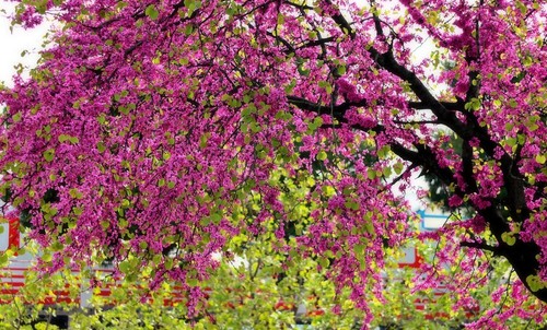 Judasbaum cercis - judasbaum,