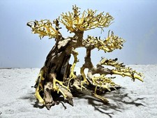 Aquariumwurzel, Bonsai