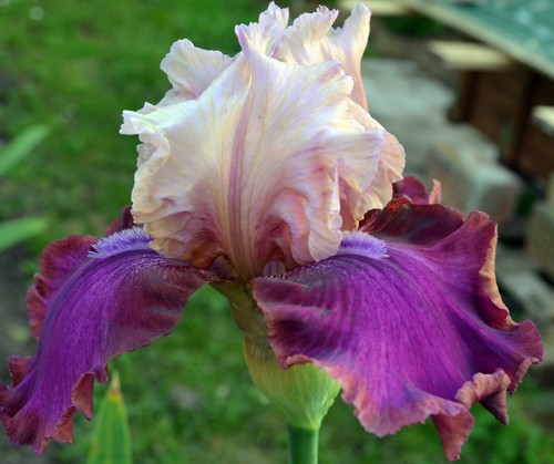 Schwertlilie bartiris iris - schwertlilie,