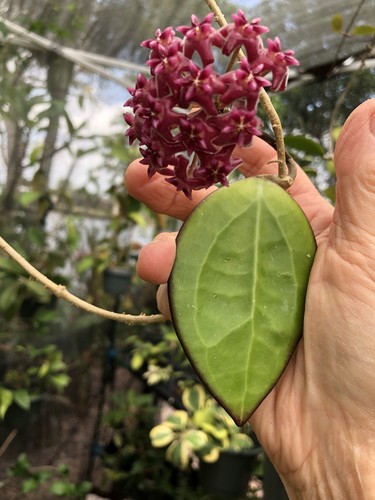 Hoya 1497 - 1497, (rooted