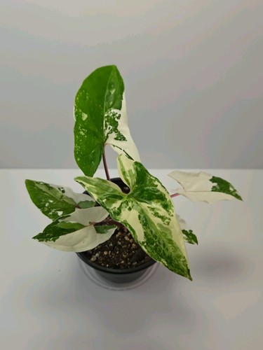 Syngonium albo variegated - syngonium,