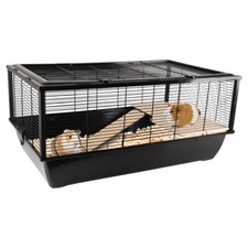 Flamingo Meerschweinchen