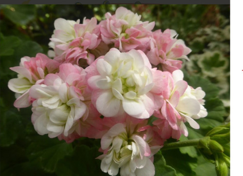 Pelargonie geranie - pelargonie,