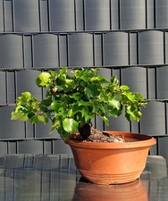 Prunus mahaleb bonsai shohin - prunus,