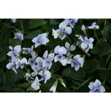 Viola sororia 'Blue Cloud' -
