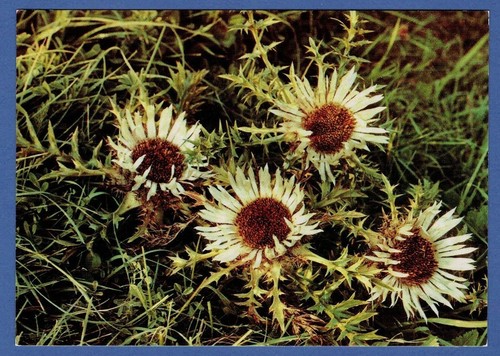 Distel silberdistel disteln - distel,,