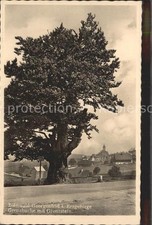 Georgenfeld Grenzbuche Grenzstein