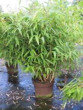 Fargesia murielae Eikje - Schirmbambus Eikje