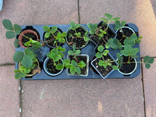 Erdbeerpflanzen, Obst-