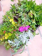 Mix* Bio Sukkulenten Steingarten Pflanzen* Winterhart* Sedum*Bodendecker 