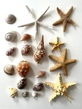 Seesterne Muschel Schnecken