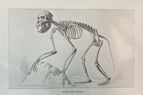 Originaldruck fauna anatomie - originaldruck, fauna/anatomie