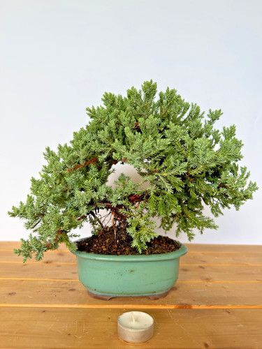 Bonsai wacholder juniperus - bonsai,