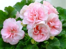 Pelargonie Geranie Iriol