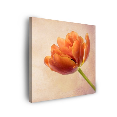 Leinwand bilder pflanzen - leinwand-bilder:,