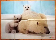 RIESEN-Tierposter EISBÄR-Mutter+Junge✿Handball✿Kopfschmerz✿Schule✿MEDIZINI 1.12