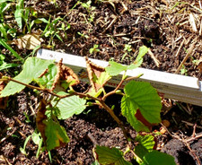 Haselnuss kräftiger Strauch