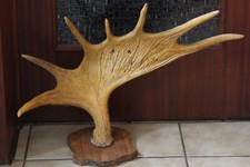 DEKORATIVES SCHWEDEN-ELCHGEWEIH, SCHAUFELN, GEHÖRN, JAGDTROPHÄE  #11744