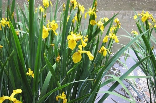 Gelbe sumpfiris - 🌿,