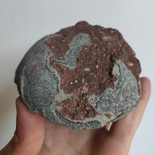 Dinosaurierei fossil - dinosaurierei,