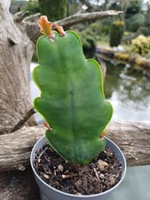 Epiphyllum oxypetalum - epiphyllum,