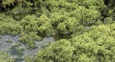 Sphagnum torfmoos lebend - sphagnum, 20