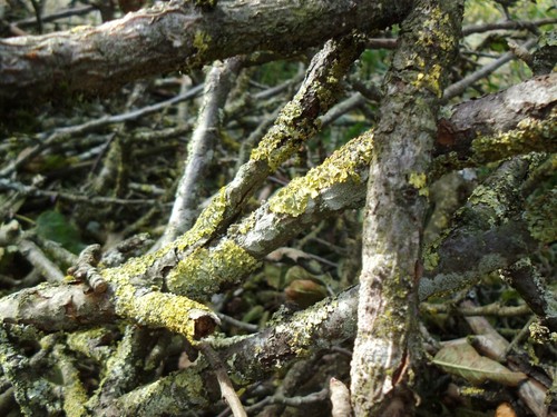 äste zweige apfelbaum - zweige,, apfelbaum,