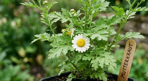 Mutterkraut jungpflanzen - mutterkraut,