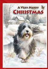 Bearded Collie Hund