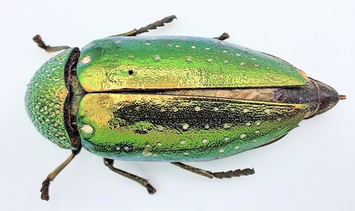 Buprestidae sternocera - buprestidae,,