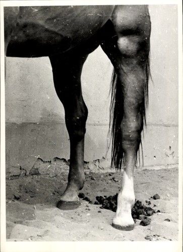 Foto pferd pferdehufe tier - pferdehufe,,
