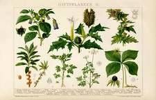 Giftpflanzen Tollkirsche