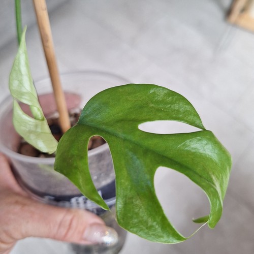 Rhaphidophora tetrasperma - rhaphidophora,