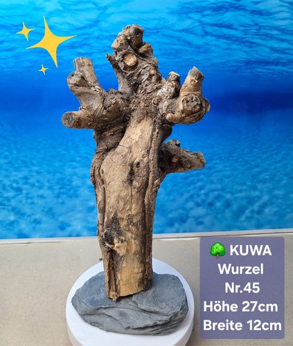 Aquarium kuwa wurzel auf - wurzel,