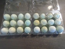 Celadon Bruteier Wachteln